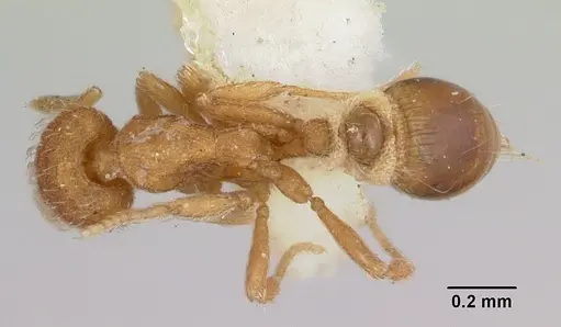 Strumigenys hyalina specimen CASENT0103126 image casent0103126_1