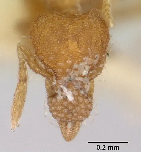 Strumigenys hyalina specimen CASENT0103126 image casent0103126_2