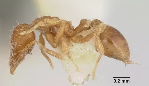 Strumigenys hyalina specimen CASENT0103126 image casent0103126_3