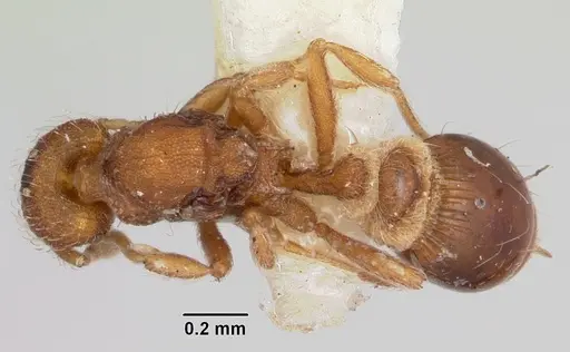 Strumigenys hyalina specimen CASENT0104924 image casent0104924_1