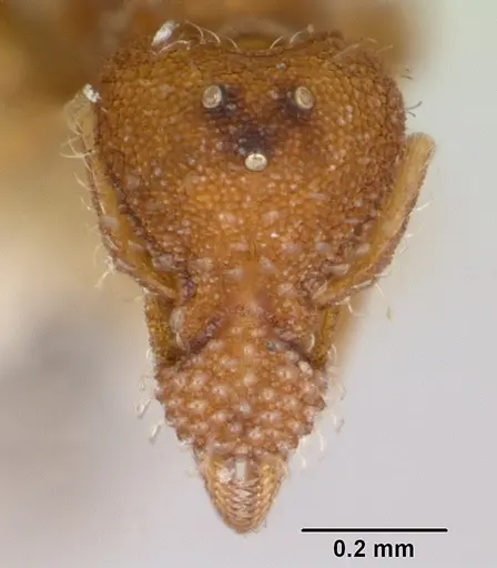 Strumigenys hyalina specimen CASENT0104924 image casent0104924_2