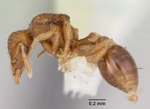 Strumigenys hyalina specimen CASENT0104924 image casent0104924_3