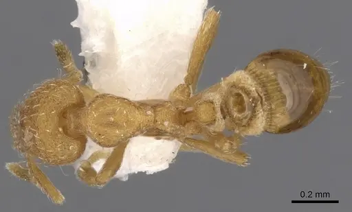Strumigenys hyalina specimen CASENT0900166 image casent0900166_1