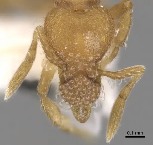 Strumigenys hyalina specimen CASENT0900166 image casent0900166_2