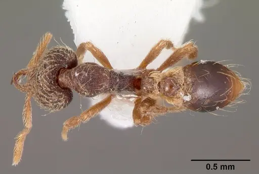 Strumigenys hypoturba specimen CASENT0102609 image casent0102609_1