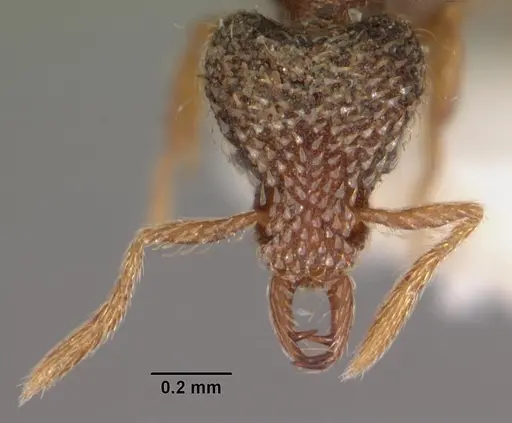 Strumigenys hypoturba specimen CASENT0102609 image casent0102609_2