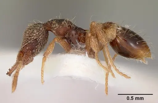 Strumigenys hypoturba specimen CASENT0102609 image casent0102609_3