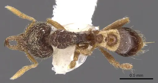 Strumigenys hypoturba specimen CASENT0900819 image casent0900819_1