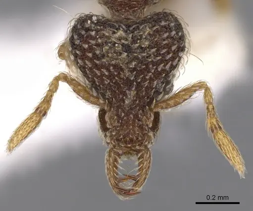 Strumigenys hypoturba specimen CASENT0900819 image casent0900819_2