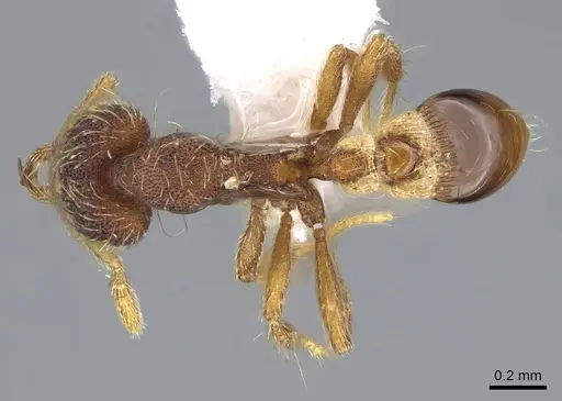 Strumigenys hypoturba specimen CASENT0914802 image casent0914802_1