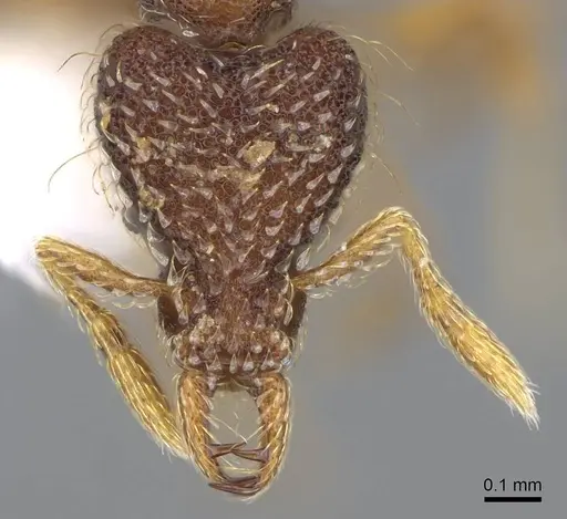 Strumigenys hypoturba specimen CASENT0914802 image casent0914802_2