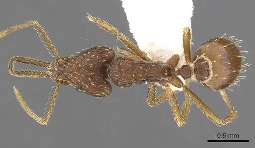 Strumigenys idiogenes specimen LACMENT142083 image lacment142083_1