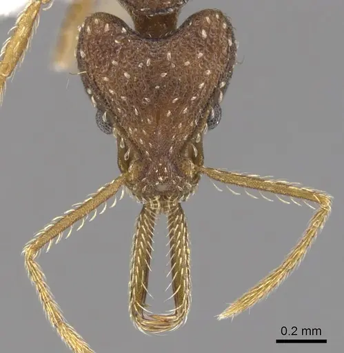 Strumigenys idiogenes specimen LACMENT142083 image lacment142083_2