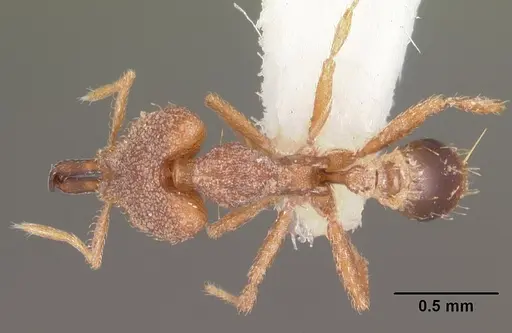 Strumigenys ignota specimen CASENT0102610 image casent0102610_1