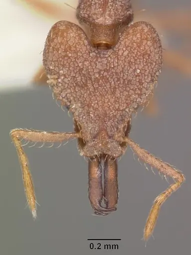 Strumigenys ignota specimen CASENT0102610 image casent0102610_2