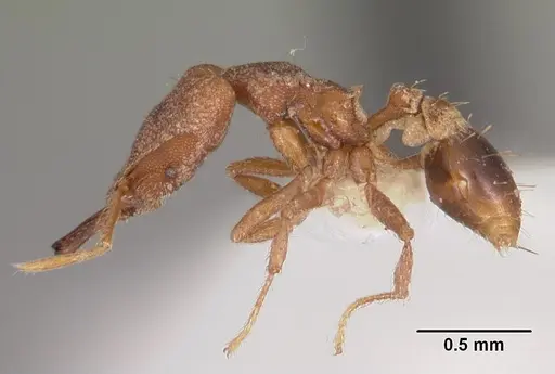 Strumigenys ignota specimen CASENT0102610 image casent0102610_3