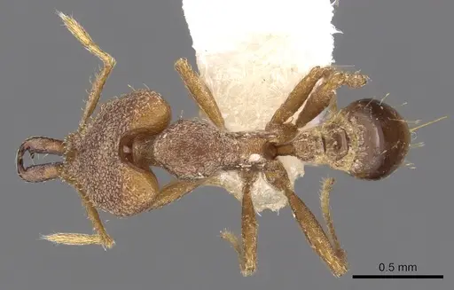 Strumigenys ignota specimen CASENT0900872 image casent0900872_1