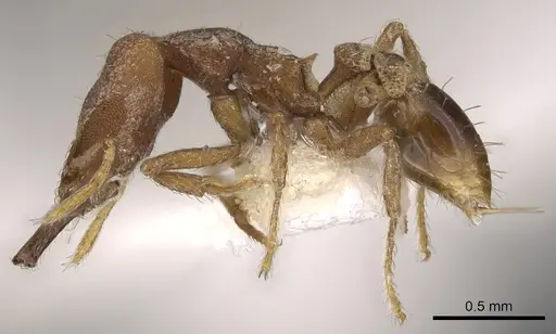 Strumigenys ignota specimen CASENT0900872 image casent0900872_3