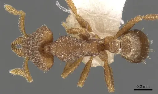 Strumigenys imantodes specimen CASENT0900775 image casent0900775_1
