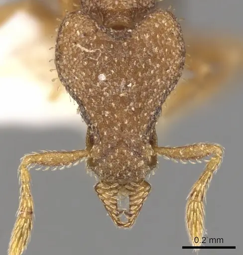 Strumigenys imantodes specimen CASENT0900775 image casent0900775_2