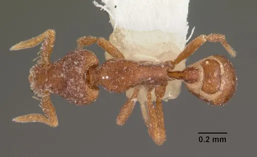 Strumigenys impidora specimen CASENT0102547 image casent0102547_1