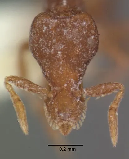 Strumigenys impidora specimen CASENT0102547 image casent0102547_2