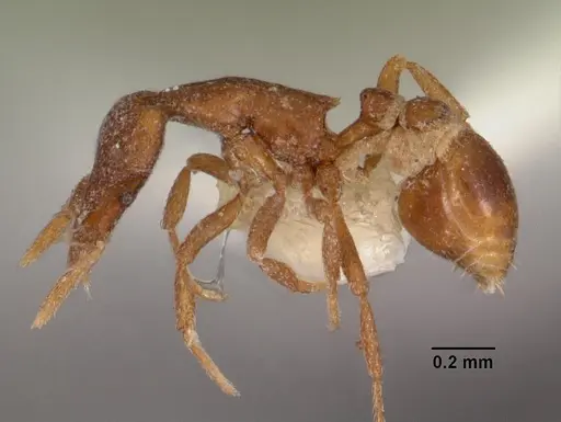 Strumigenys impidora specimen CASENT0102547 image casent0102547_3