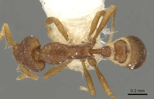 Strumigenys impidora specimen CASENT0900075 image casent0900075_1
