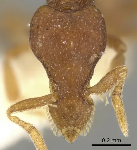 Strumigenys impidora specimen CASENT0900075 image casent0900075_2