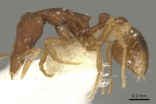Strumigenys impidora specimen CASENT0900075 image casent0900075_3