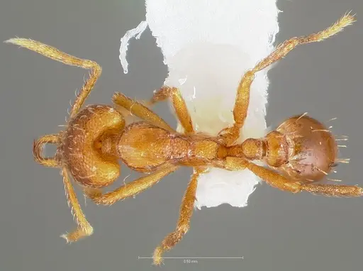 Strumigenys inatos specimen CASENT0005556 image casent0005556_1
