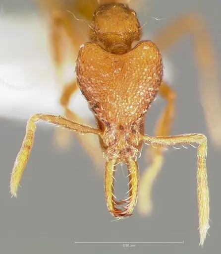 Strumigenys inatos specimen CASENT0005556 image casent0005556_2