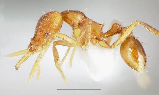 Strumigenys inatos specimen CASENT0005556 image casent0005556_3