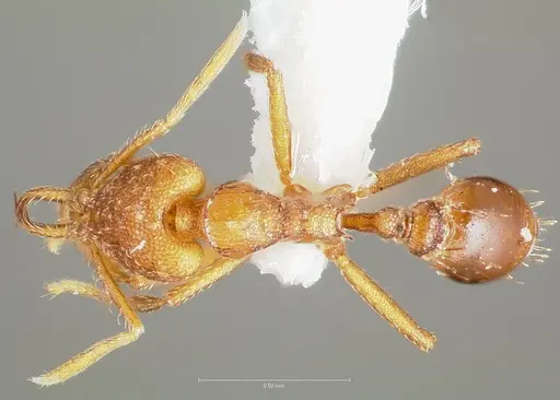 Strumigenys inatos specimen CASENT0005557 image casent0005557_1