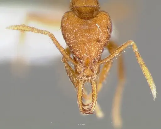 Strumigenys inatos specimen CASENT0005557 image casent0005557_2