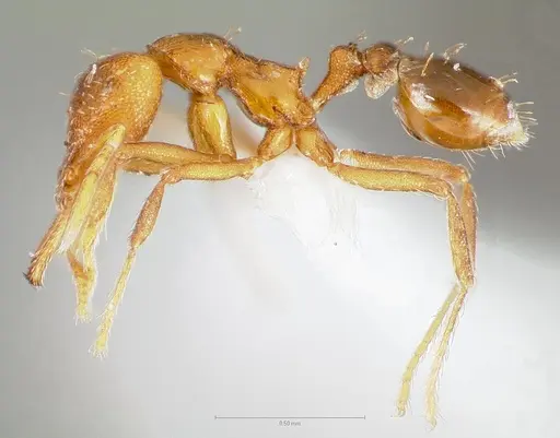 Strumigenys inatos specimen CASENT0005557 image casent0005557_3