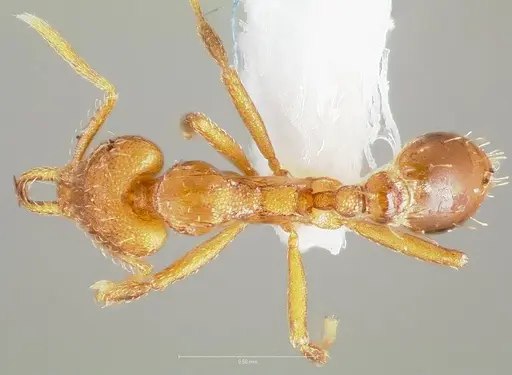 Strumigenys inatos specimen CASENT0005558 image casent0005558_1