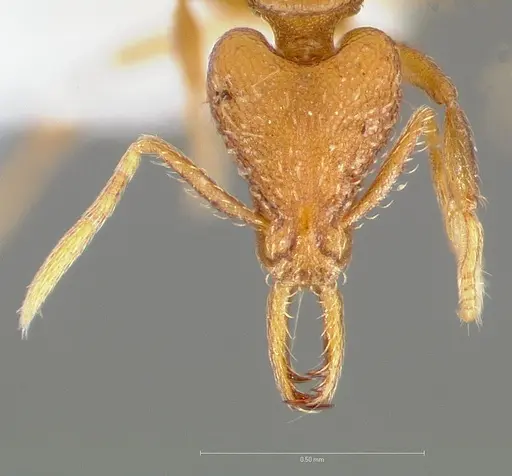 Strumigenys inatos specimen CASENT0005558 image casent0005558_2