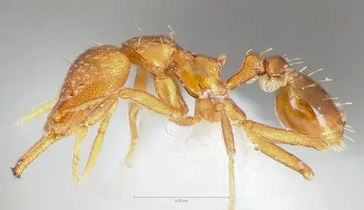 Strumigenys inatos specimen CASENT0005558 image casent0005558_3