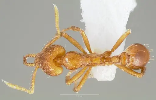 Strumigenys inatos specimen CASENT0005559 image casent0005559_1