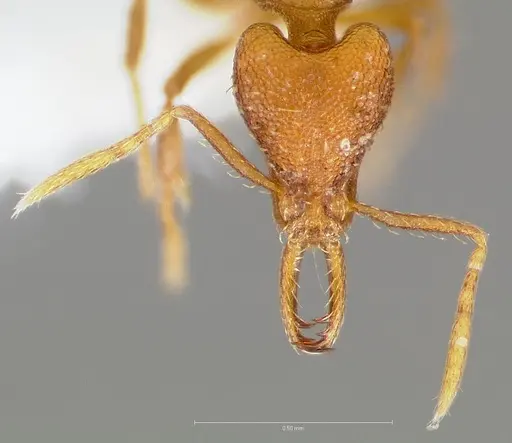 Strumigenys inatos specimen CASENT0005559 image casent0005559_2