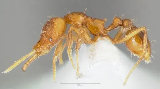 Strumigenys inatos specimen CASENT0005559 image casent0005559_3