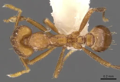 Strumigenys inatos specimen CASENT0900724 image casent0900724_1