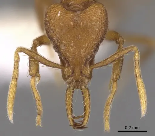 Strumigenys inatos specimen CASENT0900724 image casent0900724_2