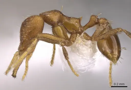 Strumigenys inatos specimen CASENT0900724 image casent0900724_3