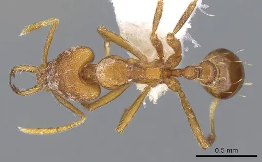 Strumigenys inatos specimen CASENT0914766 image casent0914766_1