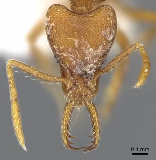 Strumigenys inatos specimen CASENT0914766 image casent0914766_2