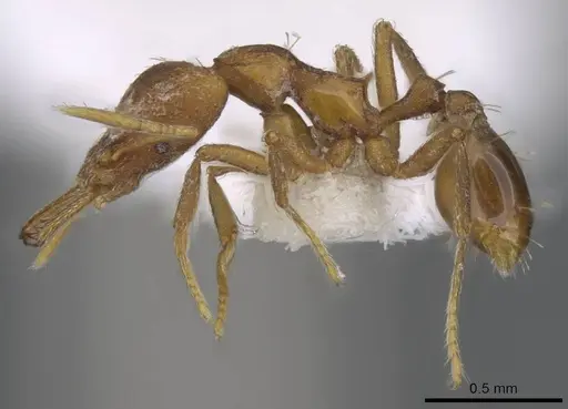 Strumigenys inatos specimen CASENT0914766 image casent0914766_3