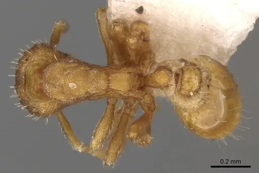 Strumigenys incerta specimen CASENT0280713 image casent0280713_1