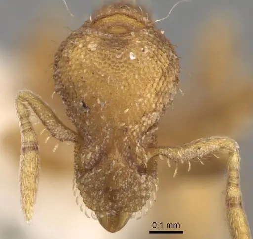 Strumigenys incerta specimen CASENT0280713 image casent0280713_2